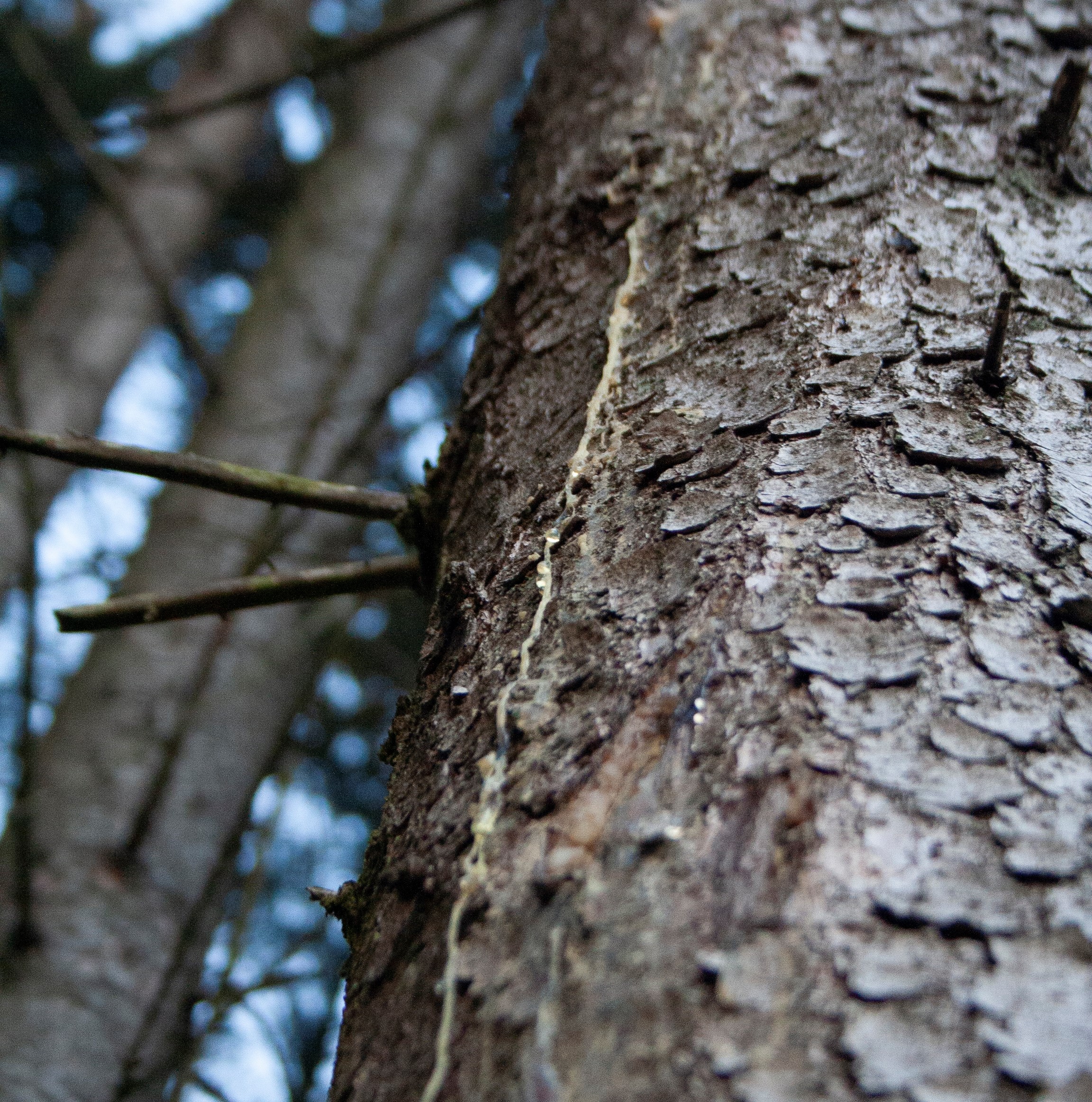 Resine-de-pin-sylvestre1